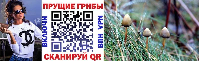 даркнет Telegram  где купить наркотик  Данков  Галлюциногенные грибы Cubensis 